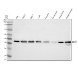 Anti-DUXA Antibody Picoband® Boster Bio