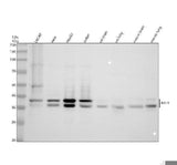 Anti-RALY Antibody Picoband® Boster Bio