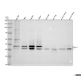 Anti-RALY Antibody Picoband® Boster Bio