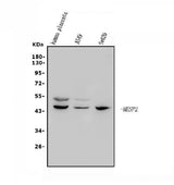 Anti-Mesp2 Antibody Picoband® Boster Bio