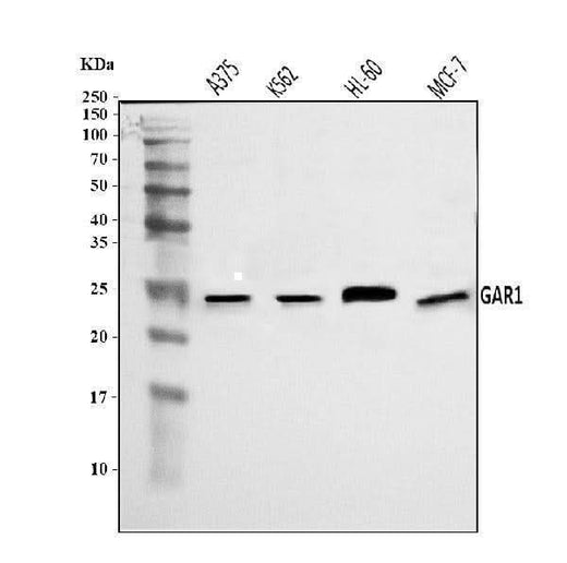Anti-NOLA1/GAR1 Antibody Picoband® Boster Bio