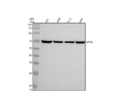 Anti-NTN4 Antibody Picoband® Boster Bio