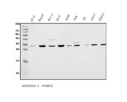 Anti-PSME2 Antibody Picoband® Boster Bio