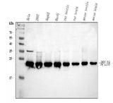 Anti-RPL18 Antibody Picoband® Boster Bio