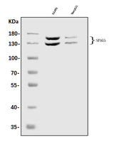 Anti-Astrin/Deepest/SPAG5 Antibody Picoband® Boster Bio
