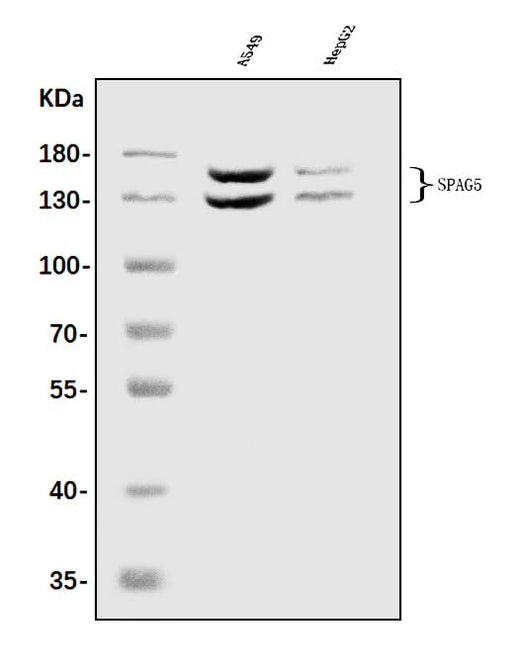 Anti-Astrin/Deepest/SPAG5 Antibody Picoband® Boster Bio