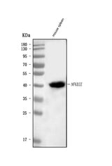Anti-IKB epsilon/Nfkbie Antibody Picoband® Boster Bio