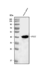 Anti-IKB epsilon/Nfkbie Antibody Picoband® Boster Bio