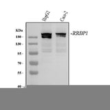 Anti-RRBP1 Antibody Picoband® Boster Bio