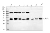 Anti-KLF13 Antibody Picoband® Boster Bio