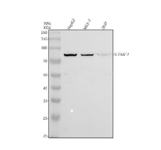 Anti-SLC6A12 Antibody Picoband® Boster Bio