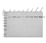 Anti-MID2 Antibody Picoband® Boster Bio