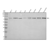 Anti-MID2 Antibody Picoband® Boster Bio