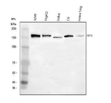 Anti-SFI1 Antibody Picoband® Boster Bio