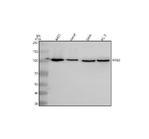 Anti-MIB2 Antibody Picoband® Boster Bio