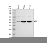 Anti-GPR3 Antibody Picoband® Boster Bio