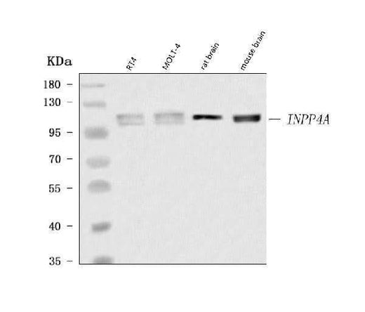 Anti-INPP4A Antibody Picoband® Boster Bio