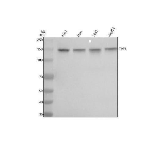 Anti-TAF3 Antibody Picoband® Boster Bio