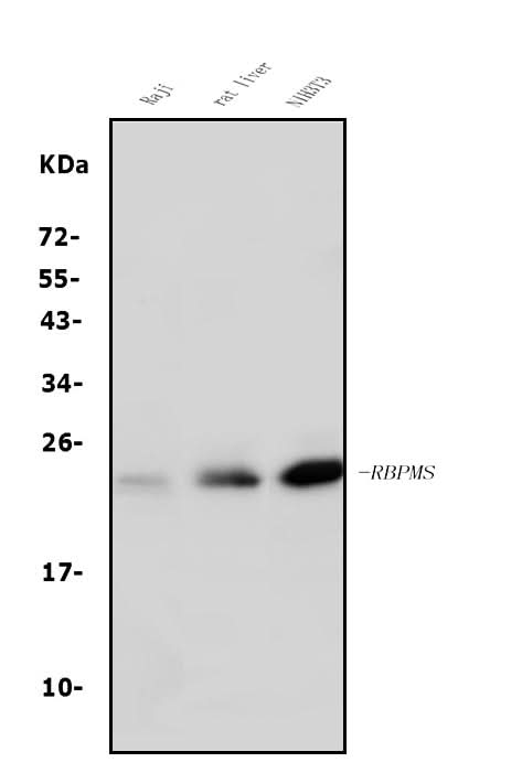Anti-RBPMS Antibody Picoband® Boster Bio