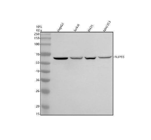 Anti-NUP85 Antibody Picoband® Boster Bio