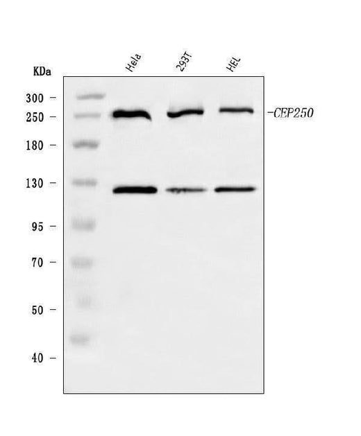 Anti-CEP250 Antibody Picoband® Boster Bio