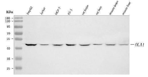 Anti-GTPBP9/OLA1 Antibody Picoband® Boster Bio