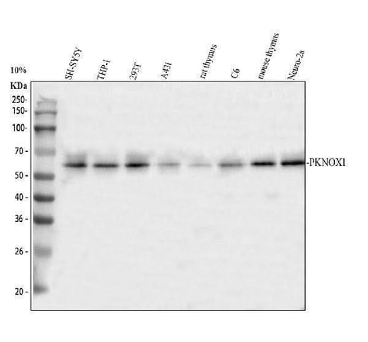 Anti-PKNOX1 Antibody Picoband® Boster Bio