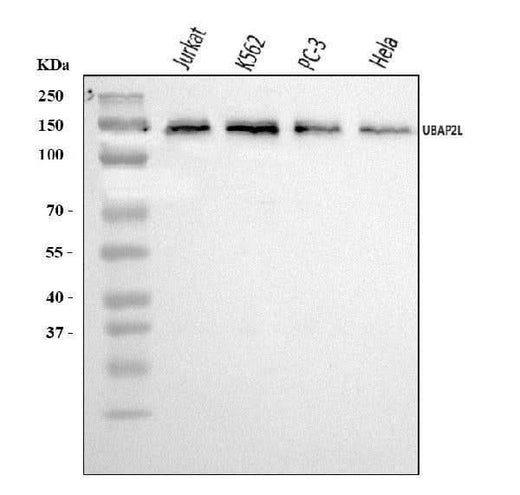 Anti-UBAP2L Antibody Picoband® Boster Bio