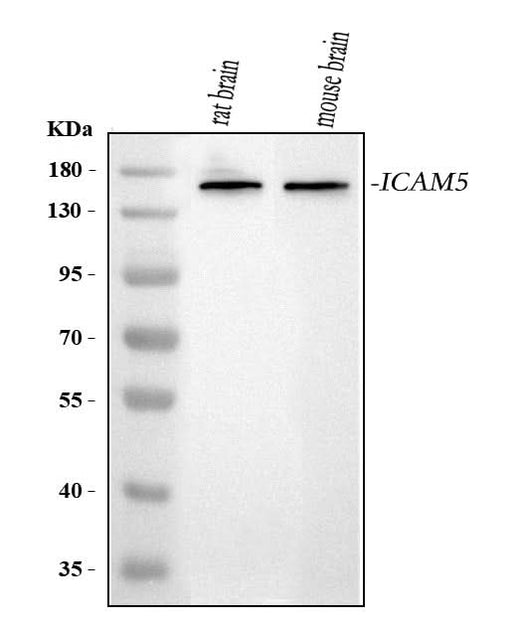 Anti-ICAM5 Antibody Picoband® Boster Bio