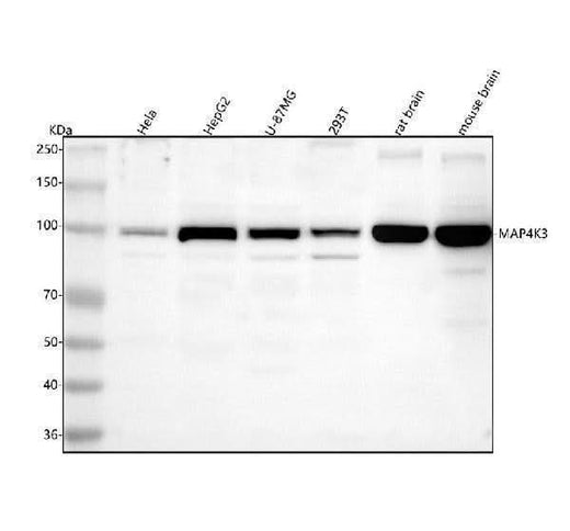 Anti-MAP4K3 Antibody Picoband® Boster Bio