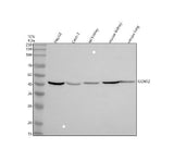Anti-GCNT2 Antibody Picoband® Boster Bio