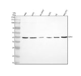 Anti-CMKLR2 Antibody Picoband® Boster Bio