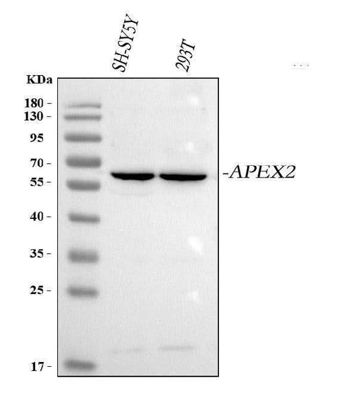 Anti-APEX2 Antibody Picoband® Boster Bio