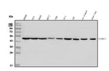 Anti-TBP-1/PSMC3 Antibody Picoband® Boster Bio