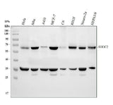 Anti-Shoc2/Sur8 Antibody Picoband® Boster Bio