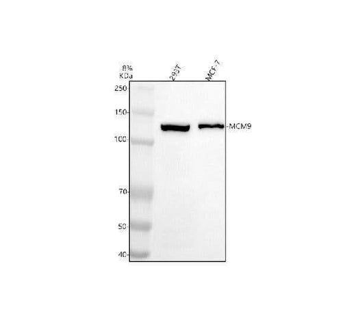 Anti-MCM9 Antibody Picoband® Boster Bio