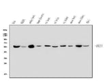 Anti-OXCT1/SCOT Antibody Picoband® Boster Bio