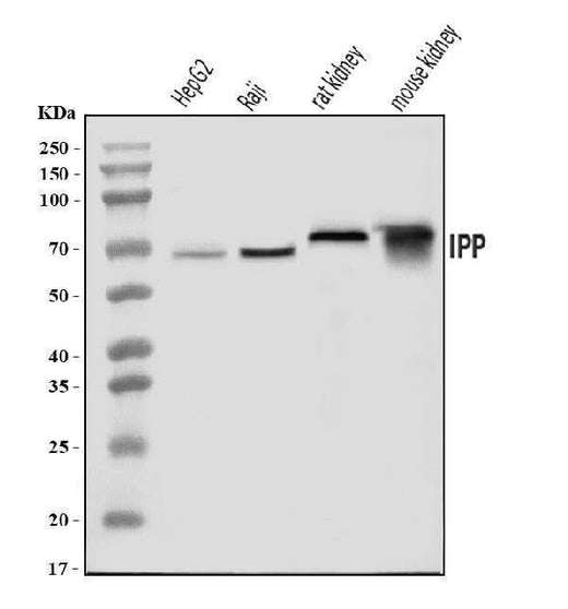 Anti-IPP Antibody Picoband® Boster Bio