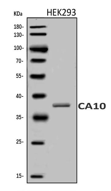 Anti-Carbonic anhydrase 10/CA10 Antibody Picoband® Boster Bio