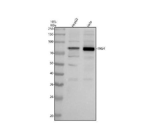 Anti-TNS4 Antibody Picoband® Boster Bio