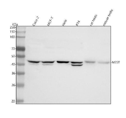 Anti-MEST Antibody Picoband® Boster Bio