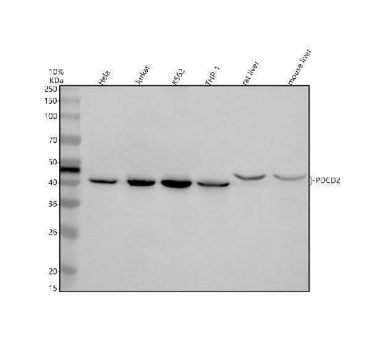 Anti-PDCD2 Antibody Picoband® Boster Bio