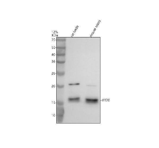 Anti-IFT20 Antibody Picoband® Boster Bio