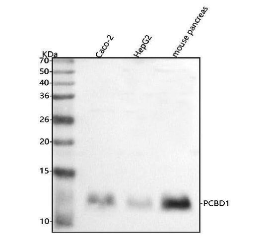 Anti-PCBD1 Antibody Picoband® Boster Bio