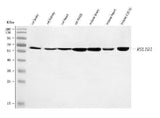 Anti-Rsl1d1 Antibody Picoband® Boster Bio