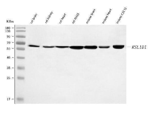 Anti-Rsl1d1 Antibody Picoband® Boster Bio