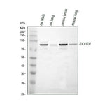 Anti-DDHD2 Antibody Picoband® Boster Bio