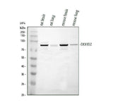 Anti-DDHD2 Antibody Picoband® Boster Bio