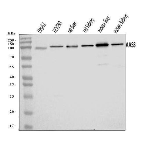 Anti-AASS Antibody Picoband® Boster Bio