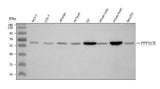 Anti-PPP3CB Antibody Picoband® Boster Bio